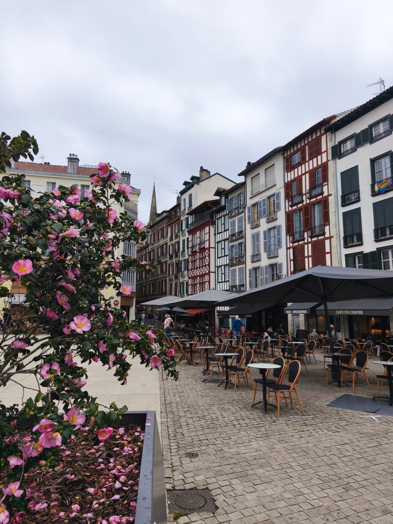 Outdoor cafe chairs near colorful buildings and blooming pink flowers on a cloudy day.